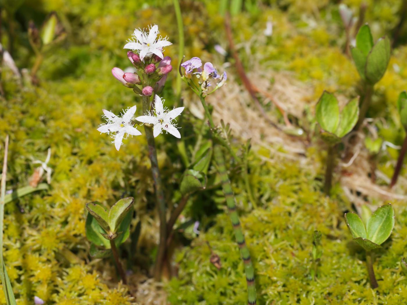 Bogbean plant